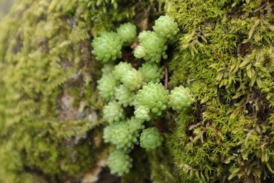 Sedum hirsutum, photographed by Vicente Lopes