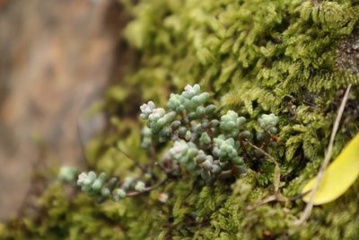 Sedum brevifolium, photographed by Vicente Lopes
