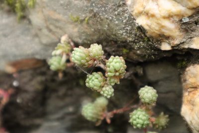 Sedum hirsutum, photographed by Vicente Lopes