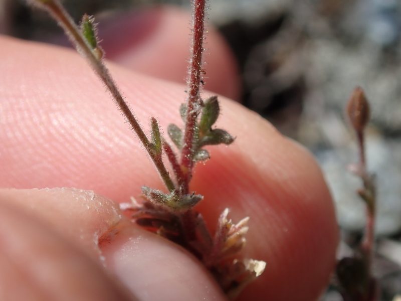 Gilia clivorum, photographed by Scott Yarger