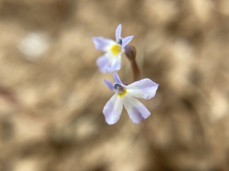 Downingia cuspidata, photographed by Matt Berger