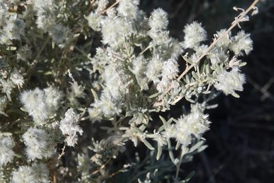 Krascheninnikovia ceratoides, photographed by Kimball Garrett
