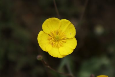 Ranunculus bupleuroides, photographed by Vicente Lopes