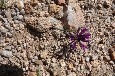 Allium fimbriatum, photographed by Kimball Garrett