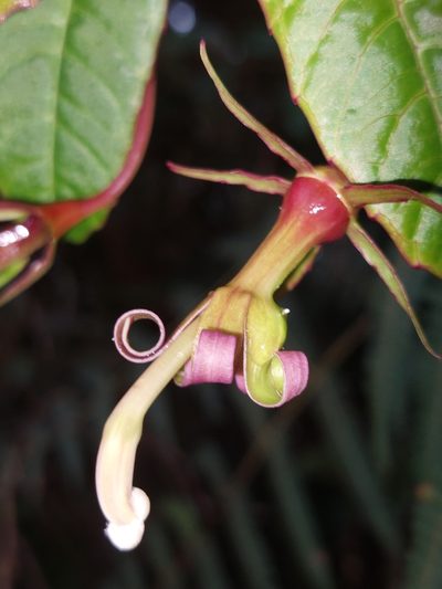 Burmeistera succulenta, photographed by Daniel Mesa