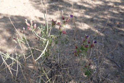 Scutellaria mexicana, photographed by Kimball Garrett