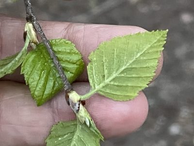 Betula nigra, photographed by Brian Finzel