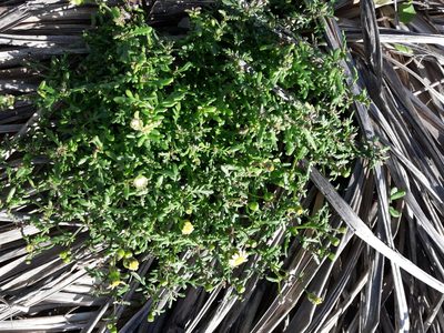 Senecio lautus, photographed by naturewatchwidow