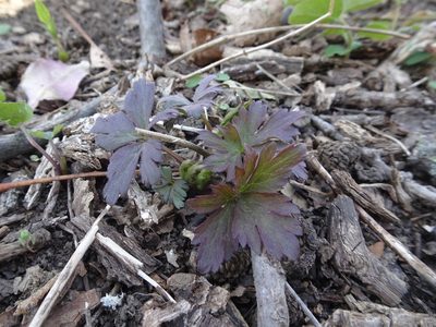 Anemone virginiana, photographed by Thomas Koffel