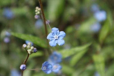 Omphalodes nitida, photographed by Vicente Lopes