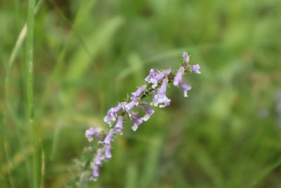 Anarrhinum bellidifolium, photographed by Vicente Lopes