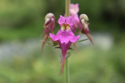 Linaria triornithophora, photographed by Vicente Lopes