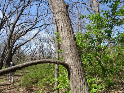 Carya cordiformis, photographed by Thomas Koffel