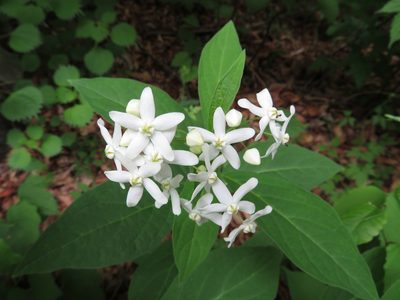 Vincetoxicum acuminatifolium, photographed by Marco Mussita