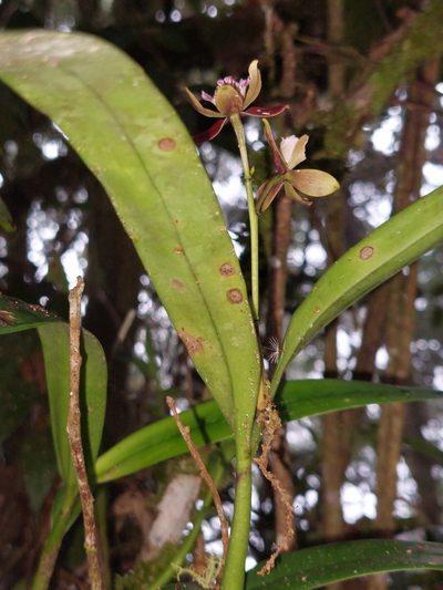 Prosthechea gilbertoi, photographed by Daniel Mesa