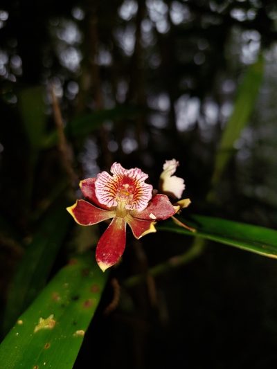 Prosthechea gilbertoi, photographed by Daniel Mesa