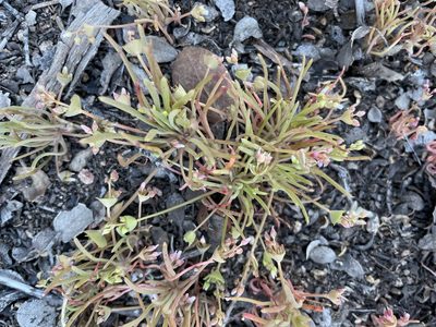 Claytonia parviflora, photographed by laiet17