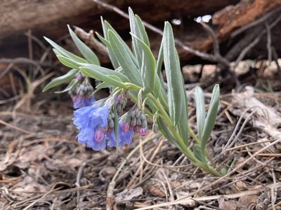 Mertensia lanceolata, photographed by Anders Hastings