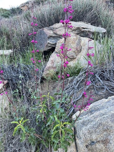 Penstemon clevelandii, photographed by laiet17
