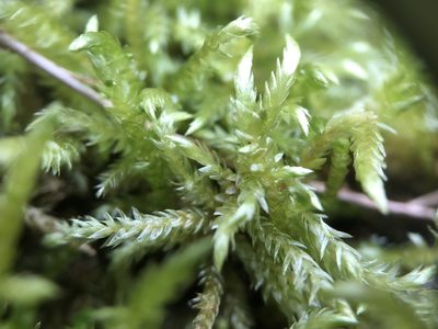 Brachythecium rivulare, photographed by Scott Morris