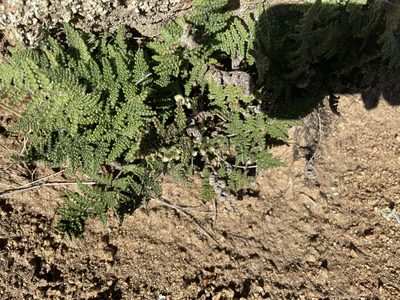 Myriopteris covillei, photographed by laiet17