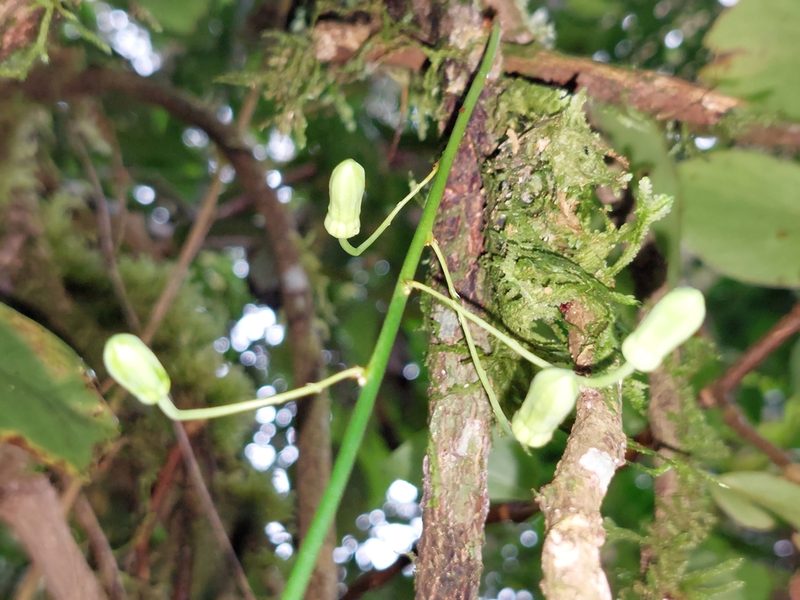 Passiflora nebulosae, photographed by Daniel Mesa