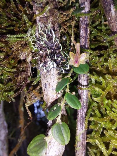 Andinia hippocrepica, photographed by Daniel Mesa