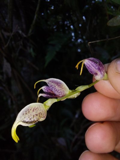 Masdevallia amanda, photographed by Daniel Mesa