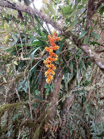 Guzmania multiflora, photographed by Daniel Mesa
