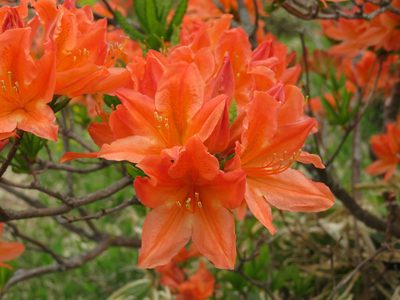 Rhododendron molle, photographed by Marco Mussita