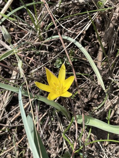 Tulipa dasystemon, photographed by Надежда Тарашкевич