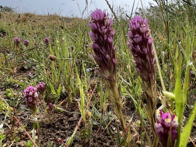 Castilleja densiflora, photographed by Andrew Lie