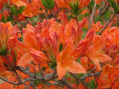 Rhododendron molle, photographed by Marco Mussita