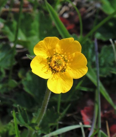 Geum magellanicum, photographed by Hugo Hulsberg
