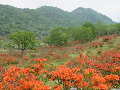 Rhododendron molle, photographed by Marco Mussita