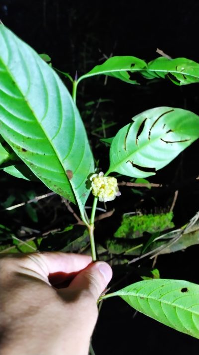 Palicourea dichotoma, photographed by Guillaume Delaitre