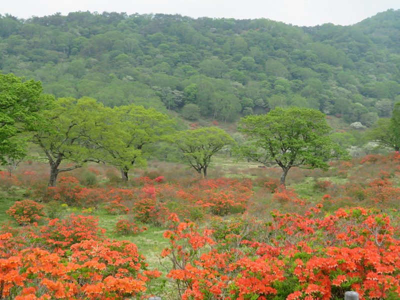 Rhododendron molle, photographed by Marco Mussita