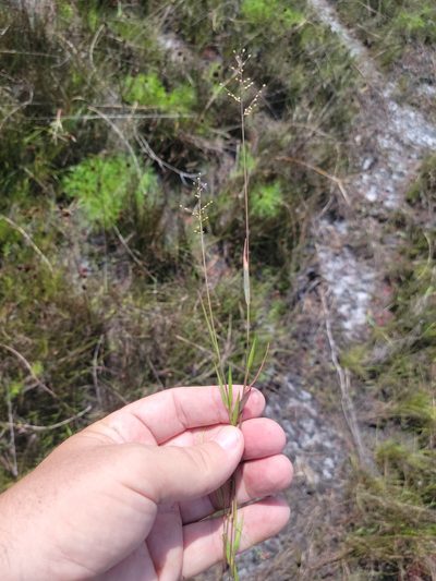 Dichanthelium portoricense, photographed by Jay Horn