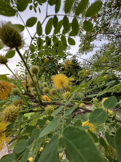 Leucaena retusa, photographed by alymharmon
