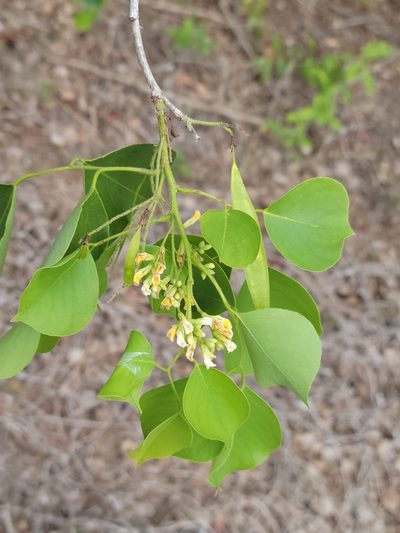 Dalbergia sissoo, photographed by Jay Horn