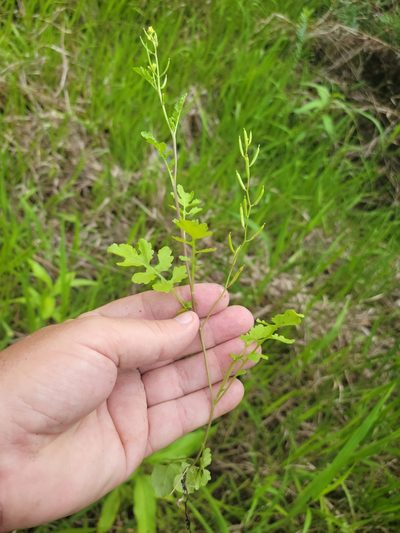 Rorippa teres, photographed by Jay Horn