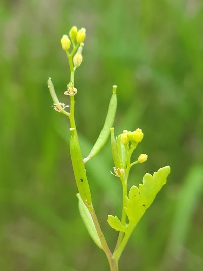 Rorippa teres, photographed by Jay Horn