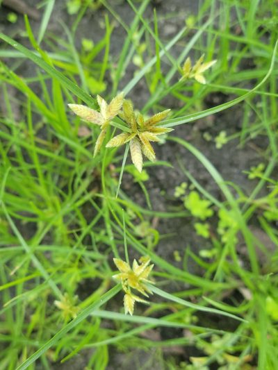 Cyperus flavescens, photographed by Jay Horn