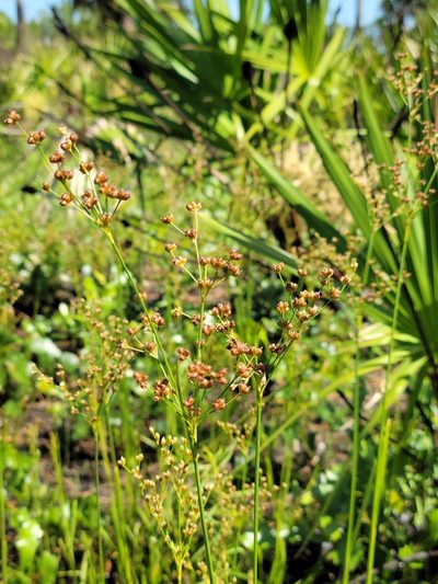 Juncus biflorus, photographed by Jay Horn