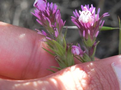 Castilleja densiflora, photographed by James C. Davis