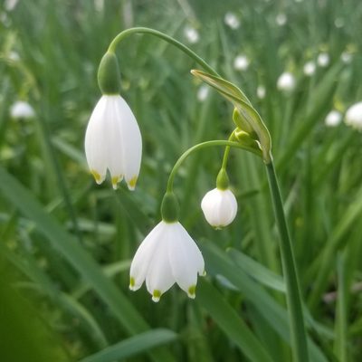 Leucojum aestivum, photographed by Jack