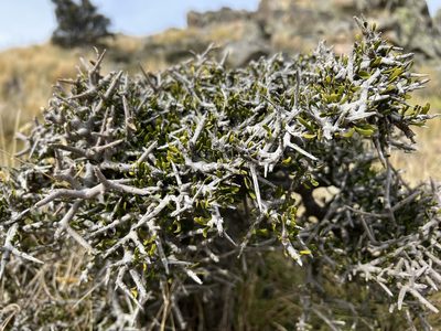 Melicytus alpinus, photographed by David Orlovich