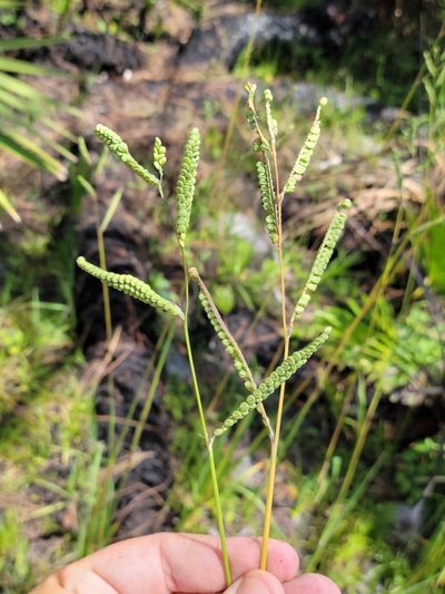 Paspalum praecox, photographed by Jay Horn