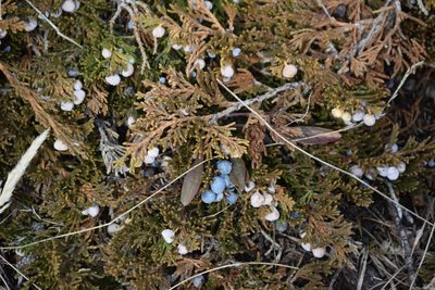 Juniperus horizontalis, photographed by Syd Cannings