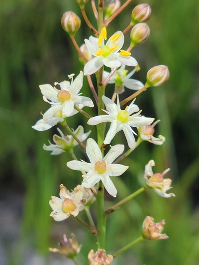 Schoenolirion albiflorum, photographed by Jay Horn